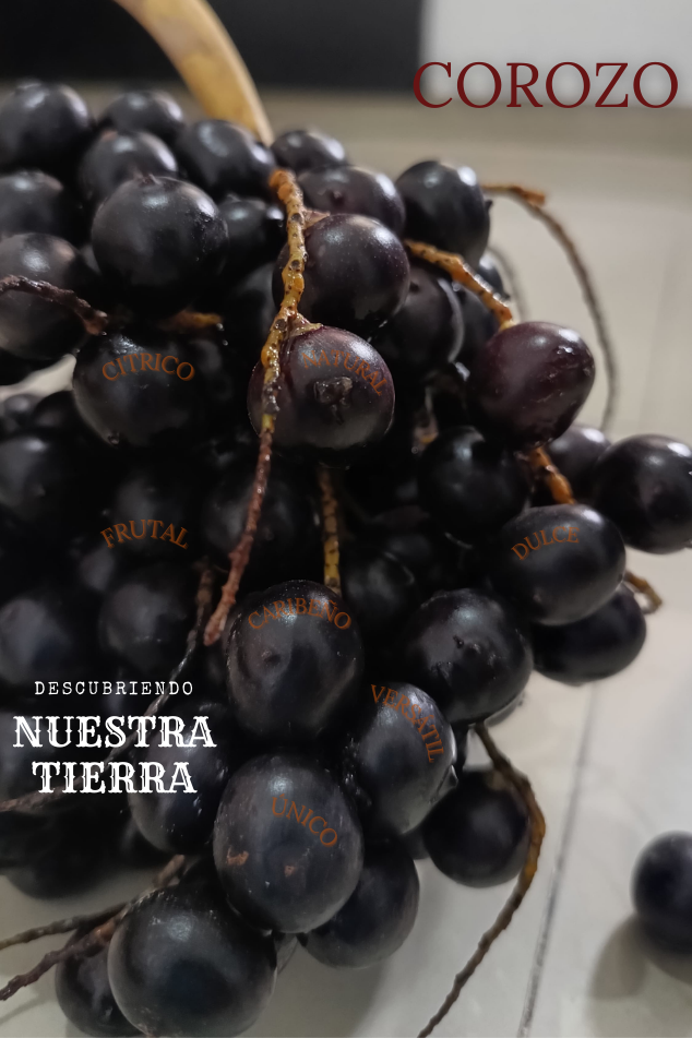 corozo (634 x 951 px) corozo (634 x 951 px)